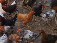 Chickens — foto 2