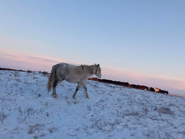 Mare, Yakutian horse — Kazakhstan