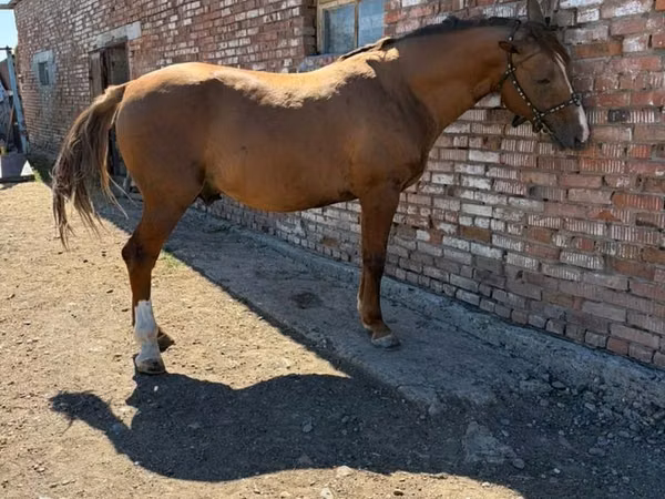 Horse (M), Russian Don — Kazakhstan