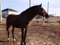 ม้าตัวผู้, Kyrgyz Horse — รูปภาพ 1