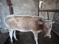 Cow, Cattle — photo 4