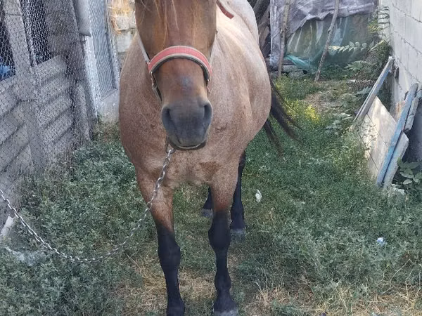 Mare, Horses — Moldova
