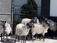 میش, Hissar sheep — عکس 1