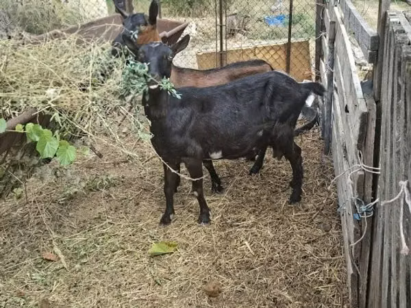 Goat, Goats — Hungary
