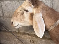Ram, Arashan sheep — photo 5