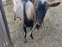 Kambing betina, Goats — foto 3