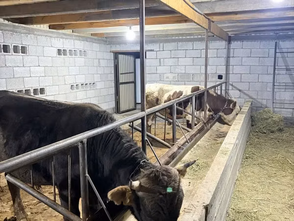 Býk, Swiss cattle