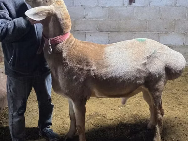 Kambing jantan, Arashan sheep