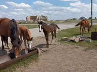 Hoppe, Horse breed — foto 1