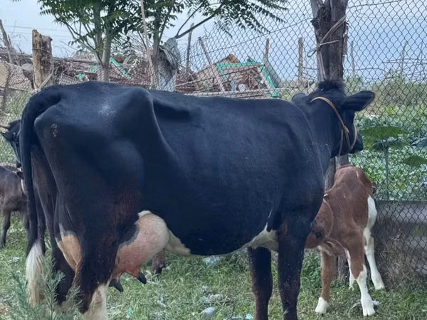 Vaca, Russian Black pied cattle — Kazajistán