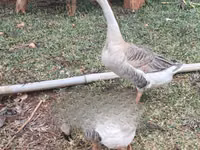 አፍሪካን — ፎቶ 1