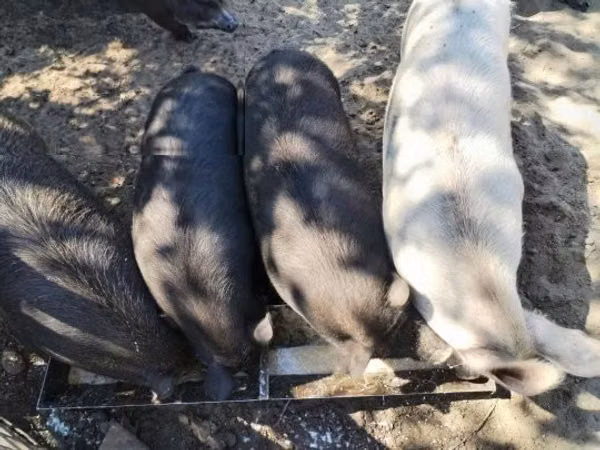 Pigs (batch, sex not specified), Pigs — Hungary