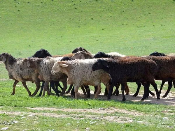 Ram, Sheep — Uzbekistan