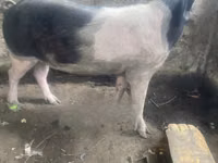 Pigs (batch, sex not specified) — photo 5