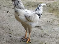 Chickens — foto 4