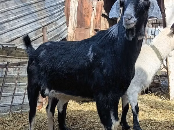 Billy Goat, Nubian Goat