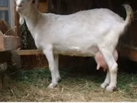 Bok, Saanen goat — foto 4