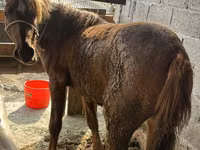 암말, Tatar horse — 사진 1
