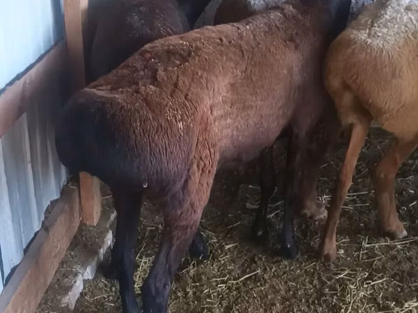 Sheep, Hissar sheep — Kyrgyzstan