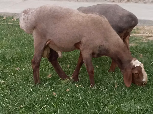 Ram, Sheep — Uzbekistan