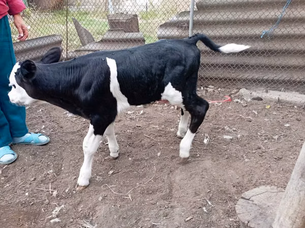 Bull, Swiss cattle — Moldova