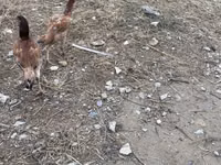 Chickens — Foto 4