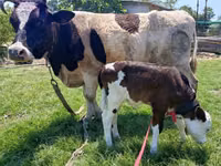 雌牛, Simmental cattle — 写真 1