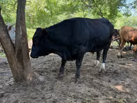 Bull, Aberdeen-Angus — photo 1