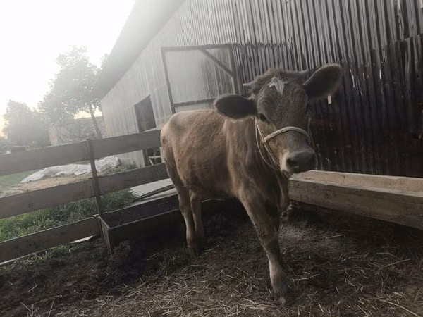 Krava, Swiss cattle — Kyrgyzstán