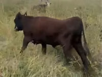 公牛, Latvian Blue cattle — 照片 1