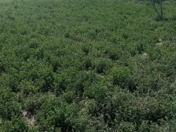 Cattle (batch, sex not specified), Cattle — Uzbekistan