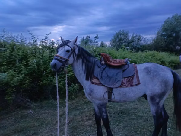 Ат, Азербайжан жылкысы