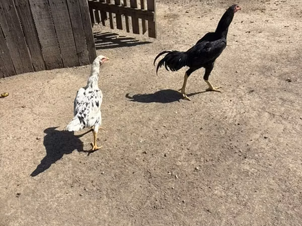 Chickens — Kyrgyzstan
