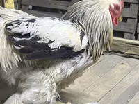 Brahma — foto 6