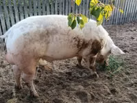 Boar, Pigs — photo 3