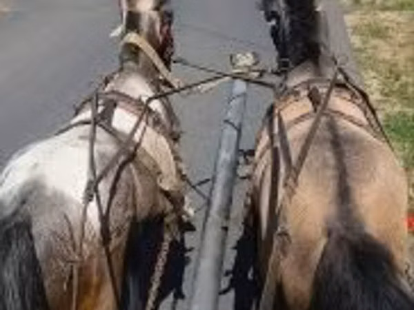 Kuda betina, Horses