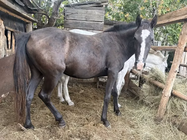 Cavallo, Horse breed