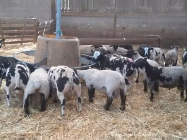 قوچ, Zwartbles sheep