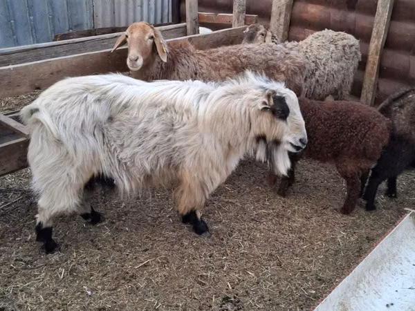 Billy Goat, Goats — Kazakhstan