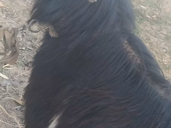 Billy Goat, Goats — Uzbekistan