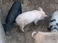 Schweine (Partie, Geschlecht nicht angegeben), Schweine — Foto 2