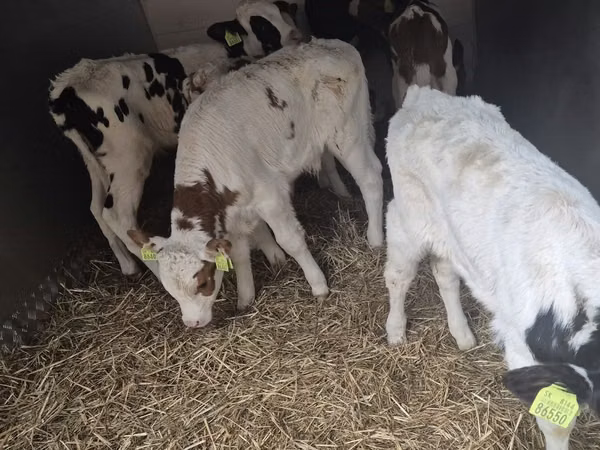 公牛, Simmental cattle — 波兰