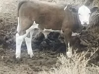 Toro, Razza Holstein — foto 1
