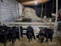 Ram, Sheep — photo 1