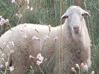 مینڈھا, بھیڑیں — تصویر 2