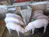 Boar, Pigs — photo 2