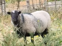 Ovan, Romanov sheep — fotografija 1
