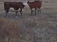 Cow, Kazakh White-headed cow — photo 1