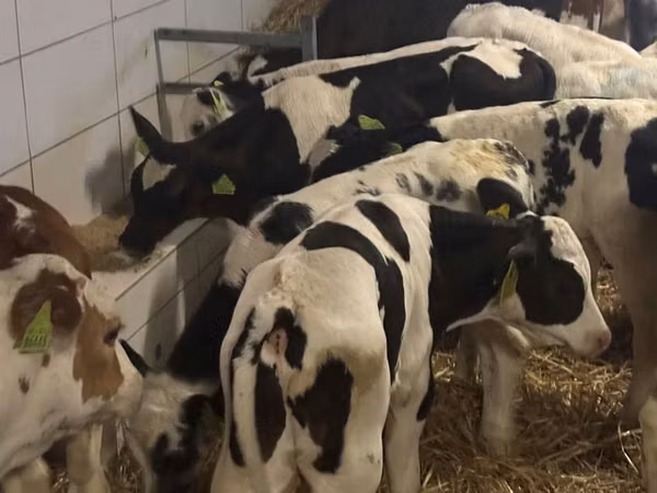 Bovini (lotto, sesso non specificato), Russian Black pied cattle