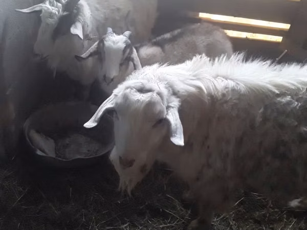 Billy Goat, Alpine goat